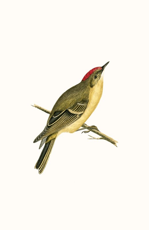 Ruby Crowned Kinglet, ilustrace z „Historie ptáků Evropy nepozorovaných na Britských ostrovech“ od Charlese Roberta Bree (1811-86), vydáno 1867 od English School