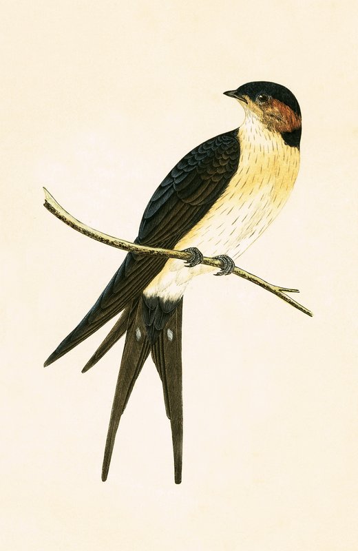 Rufous Swallow, ilustrace z „Historie ptáků Evropy, která nebyla pozorována na Britských ostrovech“ od Charlese Roberta Bree (1811-86), vydáno 1867 od English School