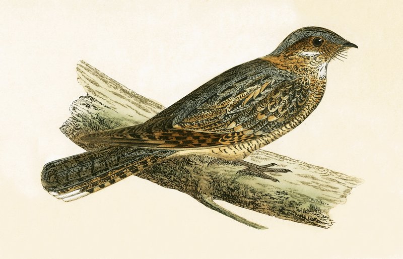 Russet Necked Nightjar, ilustrace z „Historie ptáků Evropy nepozorovaných na Britských ostrovech“ od Charlese Roberta Bree (1811-86), vydáno 1867 od English School