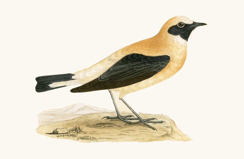 Russet Wheatear, ilustrace z „Historie ptáků Evropy nepozorovaných na Britských ostrovech“ od Charlese Roberta Bree (1811-86), vydáno 1867 od English School
