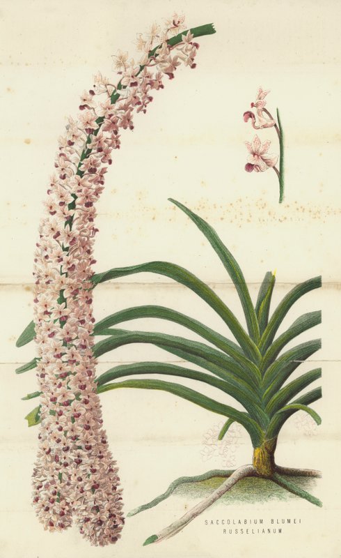 Saccolabium Blumei Russelianum (chromolit) od English School