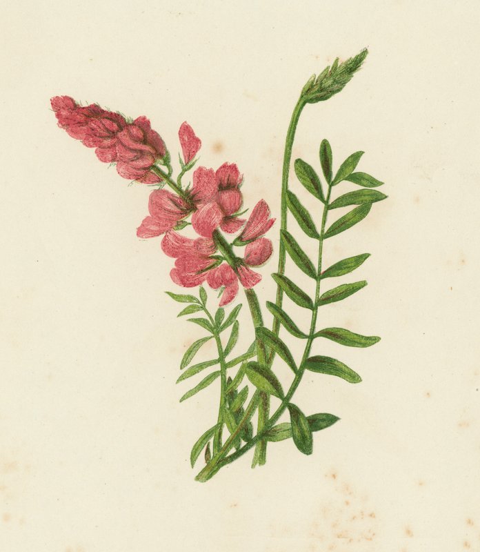 Scientofin, Onobrychis sativa (barva lito) od English School