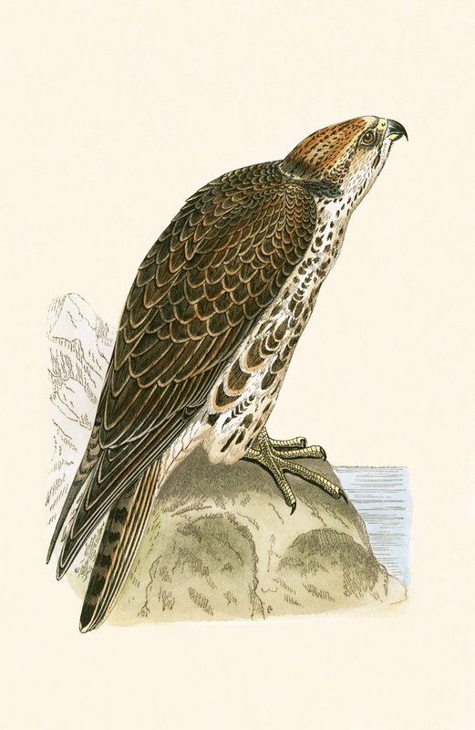 Raroh rároh, ilustrace z „Historie ptáků Evropy nepozorovaných na Britských ostrovech“ od Charlese Roberta Bree (1811-86), vydáno 1867 od English School