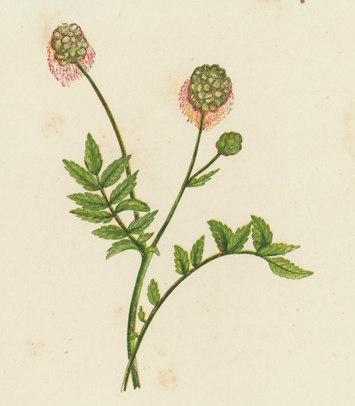 Salad Burnet, Poterium Sanguisorba (barva litho) od English School