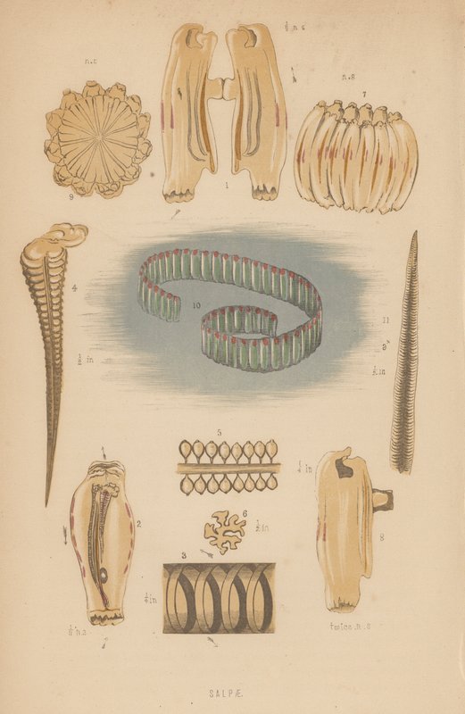 Salpae (litografie) od English School