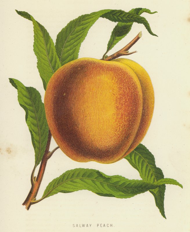 Salway Peach od English School