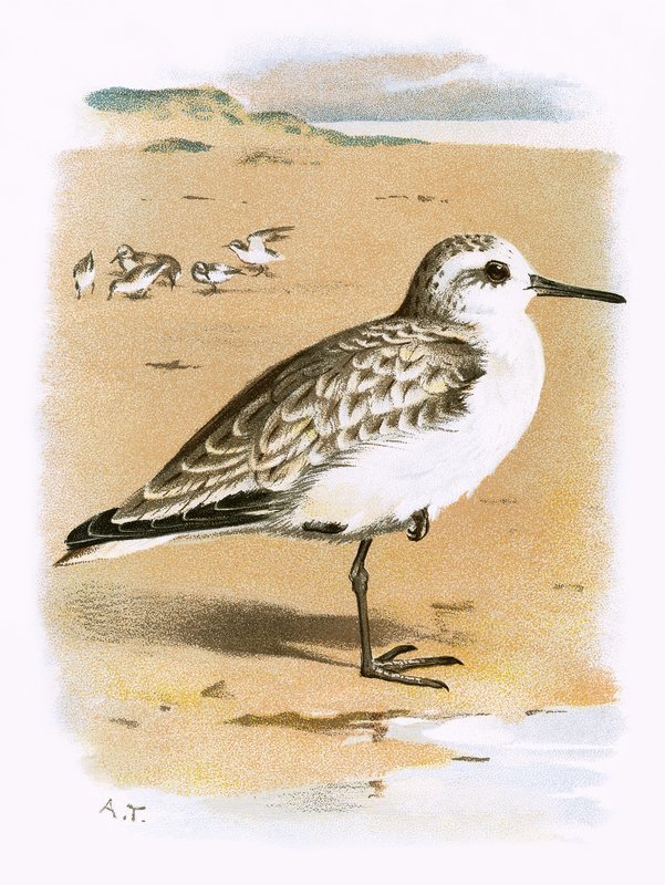Sanderling od English School
