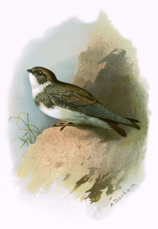 Sandmartin od English School