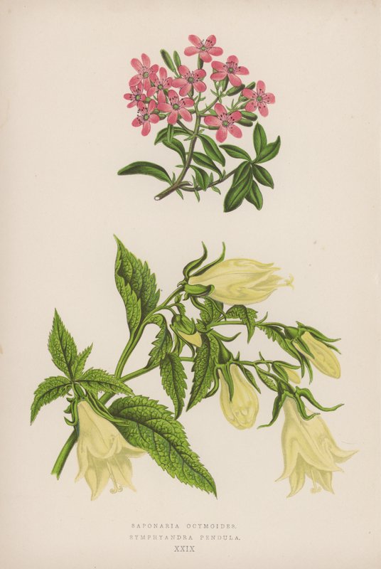 Saponaria ocymoides; Symphyandra Pendula (barevná lito) od English School
