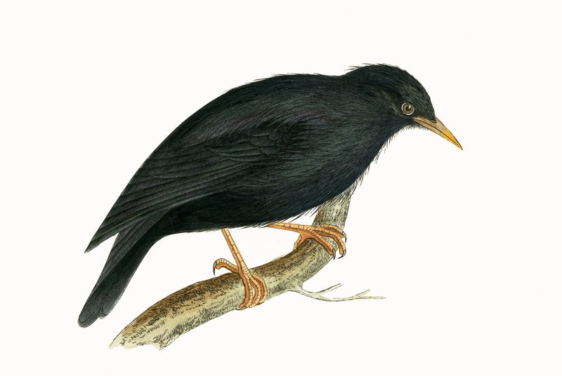Sardinský špaček, ilustrace z knihy "A History of the Birds of Europe Not Observed in the British Isles" od Charlese Roberta Bree (1811-86), vydáno 1867 (barevná litografie). od English School