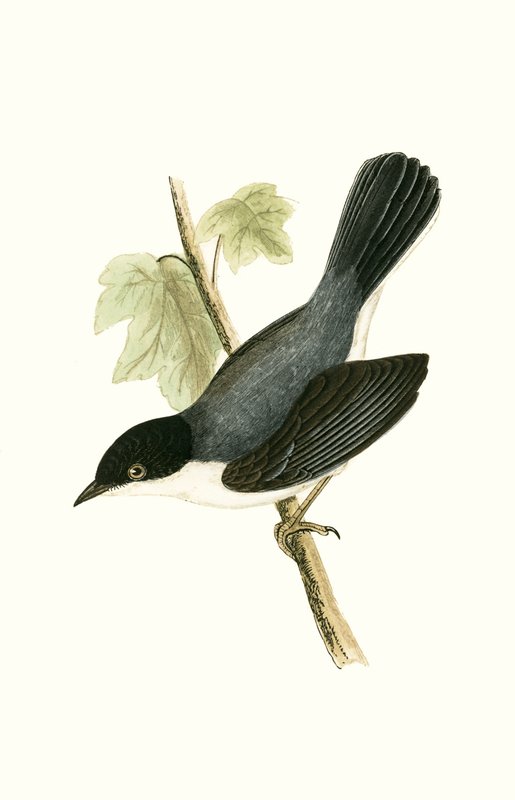 Pěnice sardinská, ilustrace z „Historie ptáků Evropy nepozorovaných na Britských ostrovech“ od Charlese Roberta Bree (1811-86), vydáno 1867 od English School