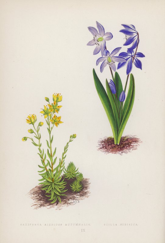 Saxifraga Aizoides Autumnalis; Scilla Sibirica (barevné lito) od English School