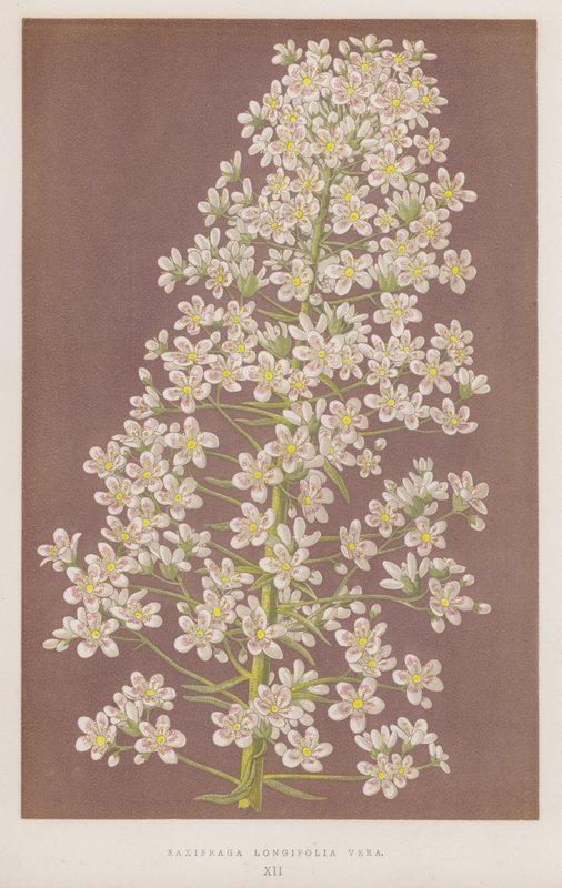 Saxifraga longifolia Vera (barevná litografie) od English School