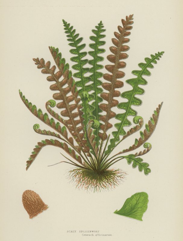 Šupinovka šupinatá (barevná litografie) od English School