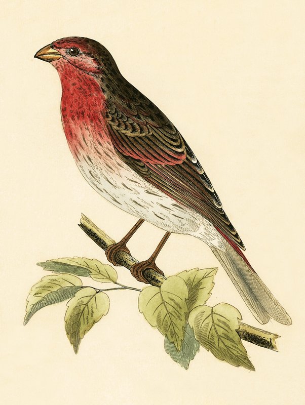 Scarlet Bullfinch, ilustrace z „Historie ptáků Evropy, kteří nebyli pozorováni na Britských ostrovech“ od Charlese Roberta Bree (1811-86), vydáno 1867 od English School