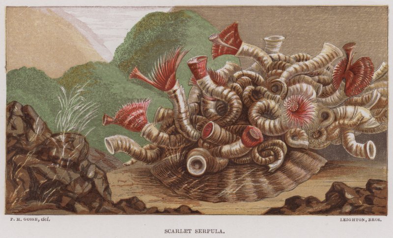 Scarlet Serpula (barva litho) od English School