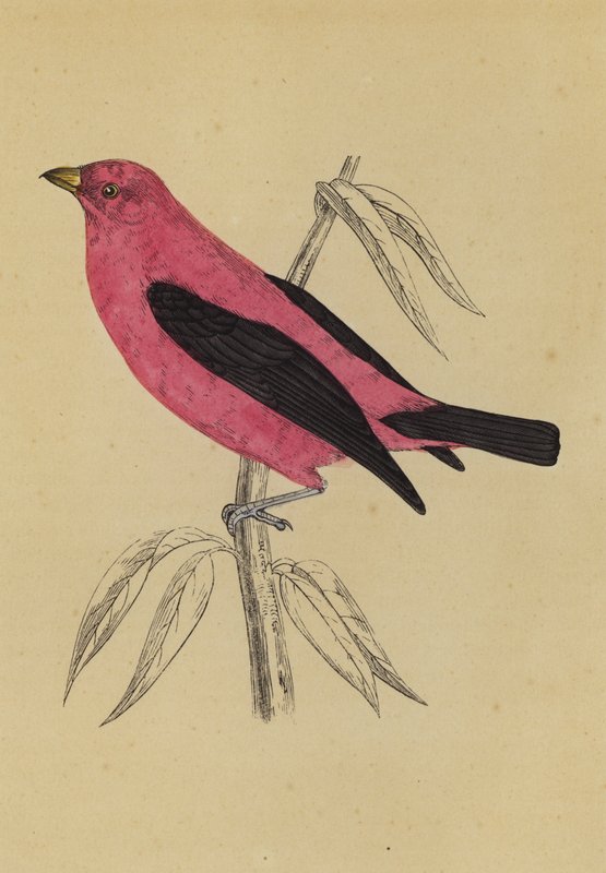 Tanager šarlatový (barevná litografie) od English School