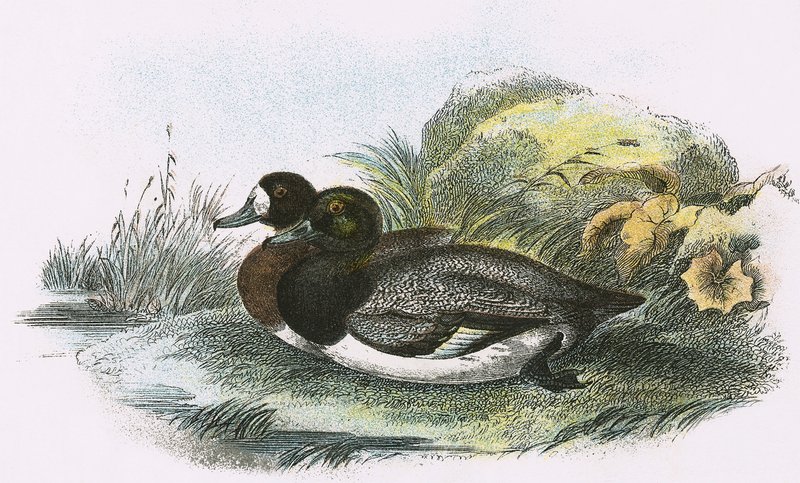 Scaup Duck od English School