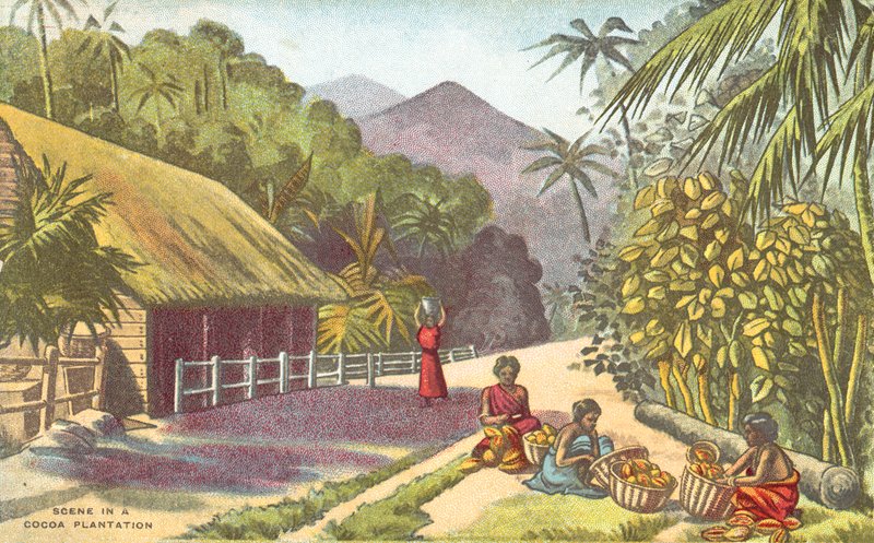 Scéna na kakaové plantáži (barva litho) od English School