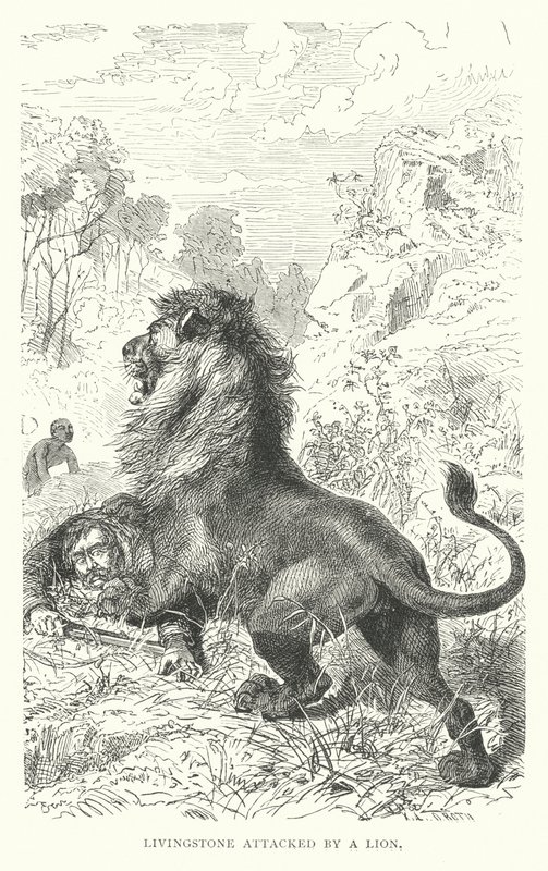 Skotský misionář David Livingstone napaden lvem v Africe (rytina) od English School