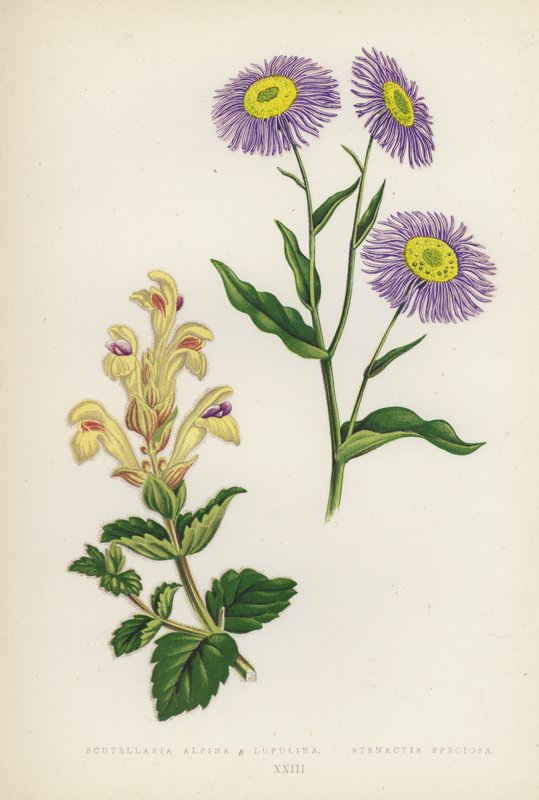 Scutellaria Alpina B Lupulina; Stenactis Speciosa (barevná litografie) od English School
