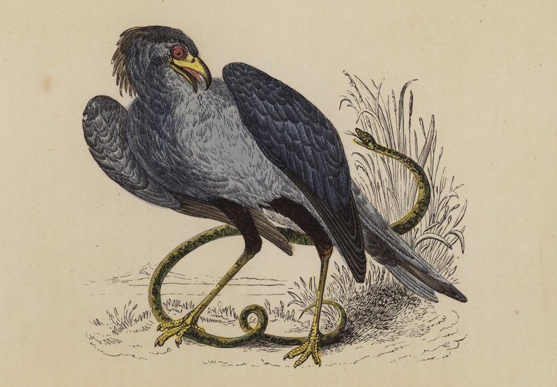 Sekretářka Bird (barevná litografie) od English School