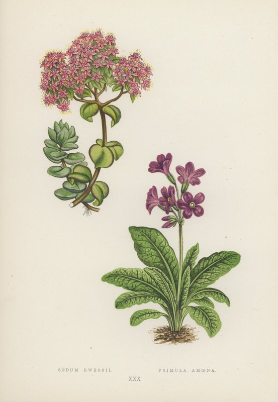 Sedum Ewersii; Primula Amoena (barevná litografie) od English School