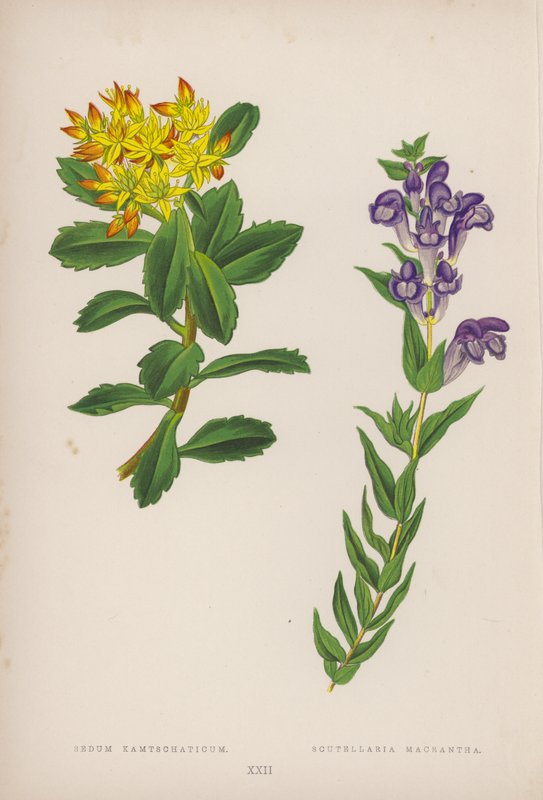 Sedum Kamtschaticum; Scutellaria Macrantha (barevná litografie) od English School