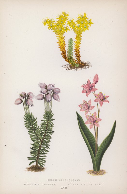 Sedum Sexangulare; Menziesia Scilla Bifolia Red (barva litho) od English School