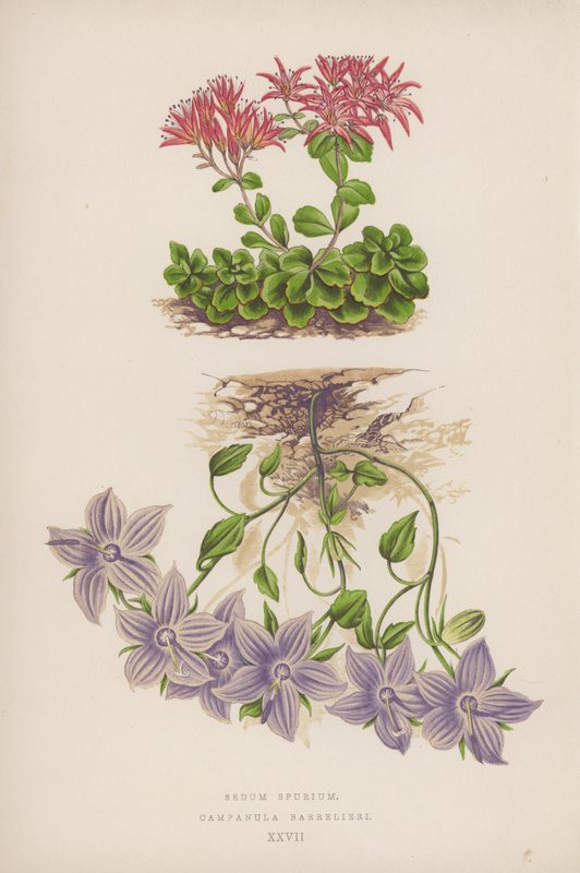 Sedum Spurium; Campanula Barrelieri (barevná litografie) od English School