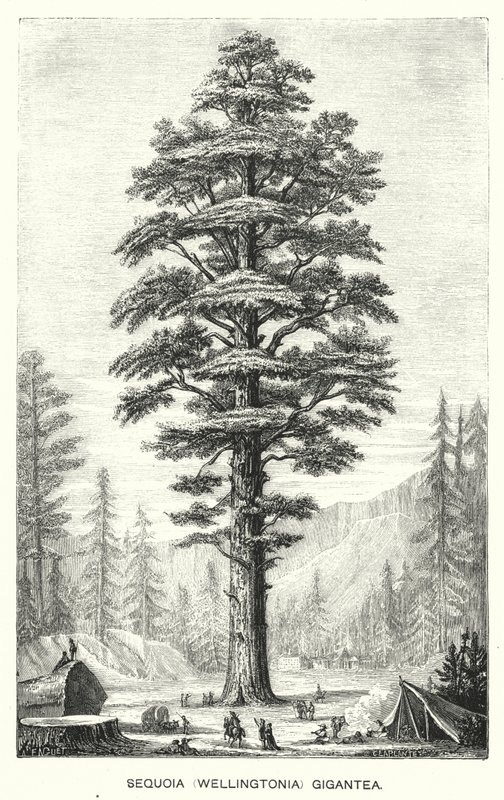 Sequoia (Wellingtonia) Gigantea (rytina) od English School