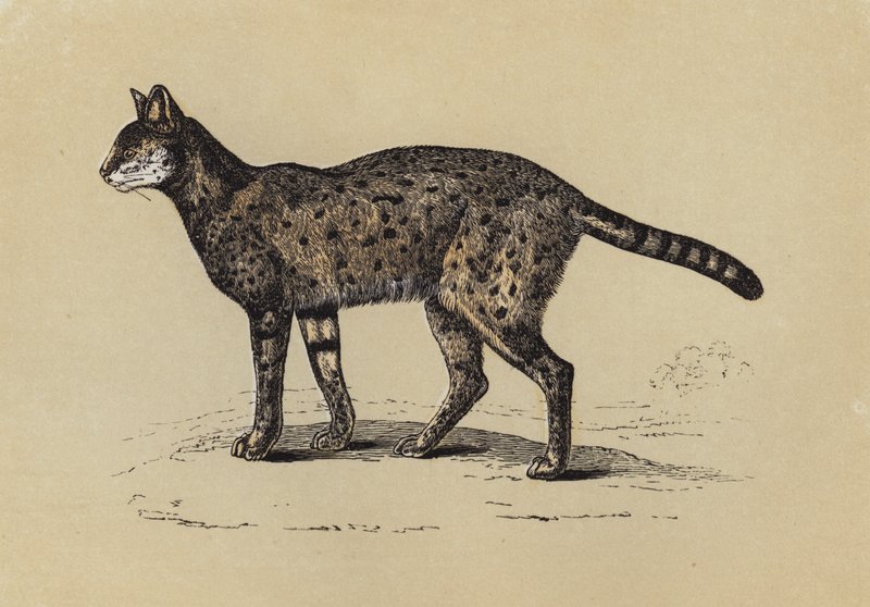 Serval (barevná litografie) od English School