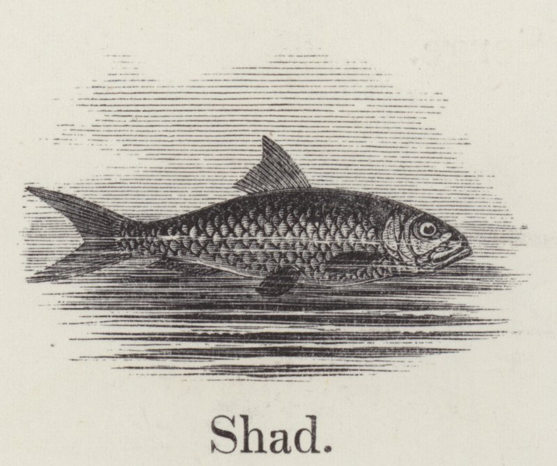 Shad (rytina) od English School