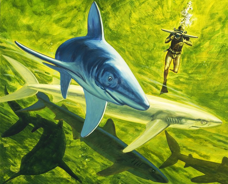 Žraloci, ilustrace z knihy 