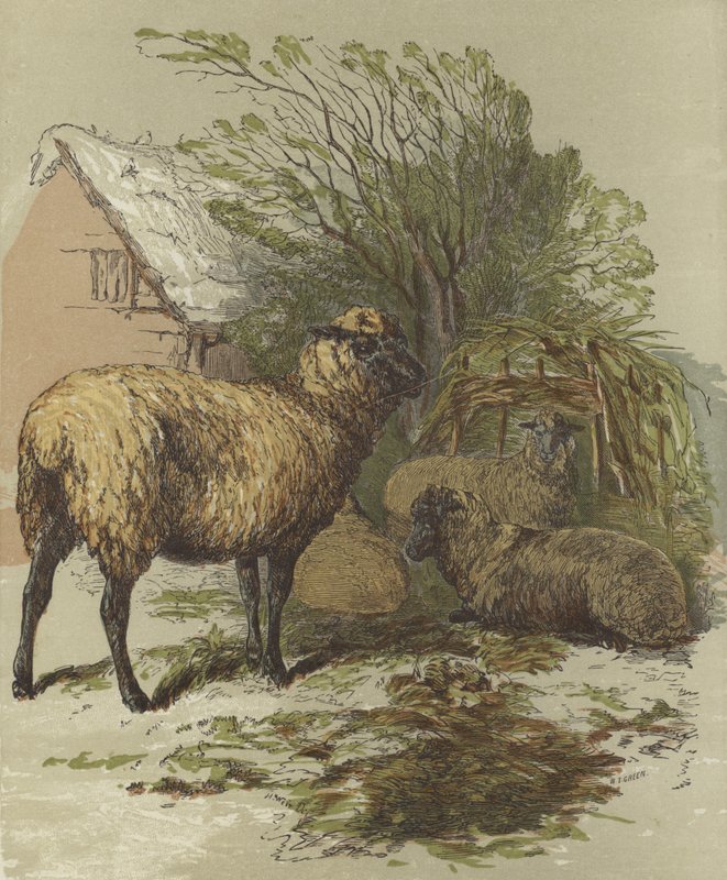 Ovce (barevná litografie) od English School