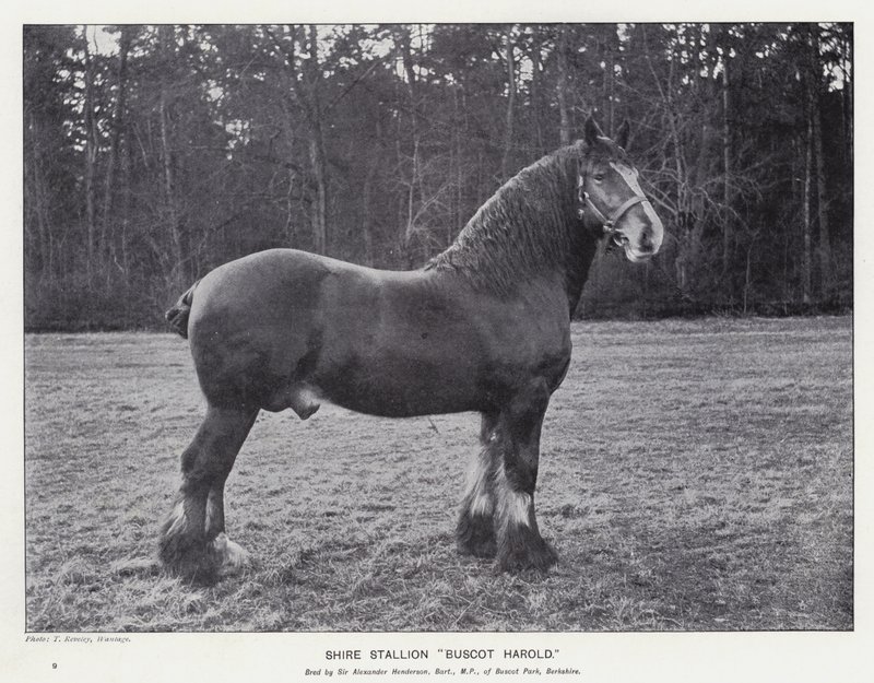 Shire Stallion "Buscot Harold" (litho) od English School