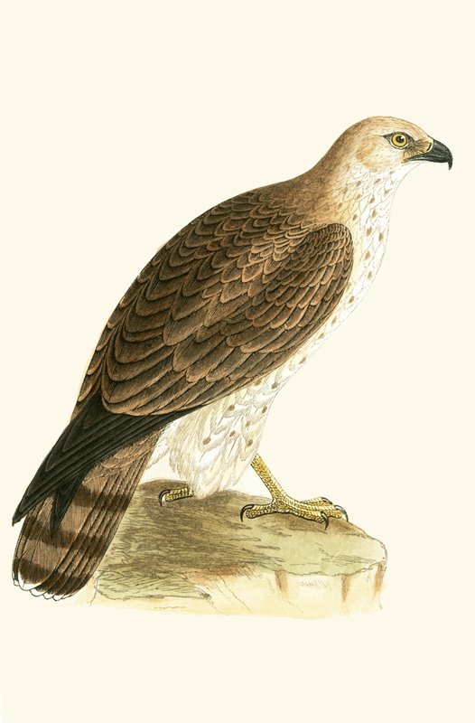 Krátký orel, ilustrace z knihy „Historie ptáků Evropy, která nebyla pozorována na Britských ostrovech“ od Charlese Roberta Bree (1811-86), vydáno 1867 od English School
