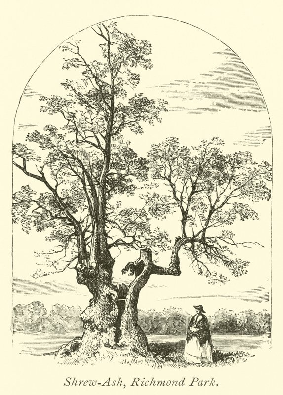Shrew-Ash, Richmond Park od English School