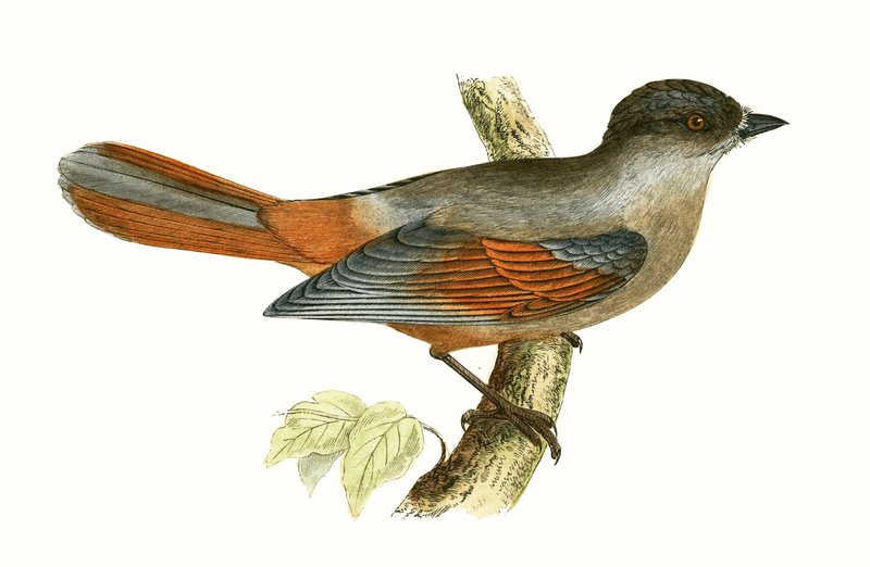 Siberian Jay, ilustrace z „Historie ptáků Evropy, která nebyla pozorována na Britských ostrovech“ od Charlese Roberta Bree (1811-86), vydáno 1867 od English School