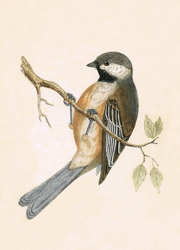 Sýkora sibiřská, ilustrace z „Historie ptáků Evropy nepozorovaných na Britských ostrovech“ od Charlese Roberta Bree (1811-86), vydáno 1867 od English School