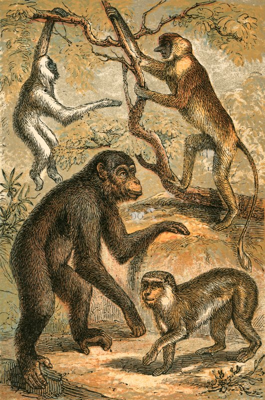 Gibbon stříbřitý, opice nosatá, šimpanz a opice barbary od English School