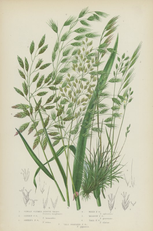 Kostřava žlábkatá, kostřava žlábkatá, kostřava ovčí, kostřava rákosovitá (barevná litografie) od English School