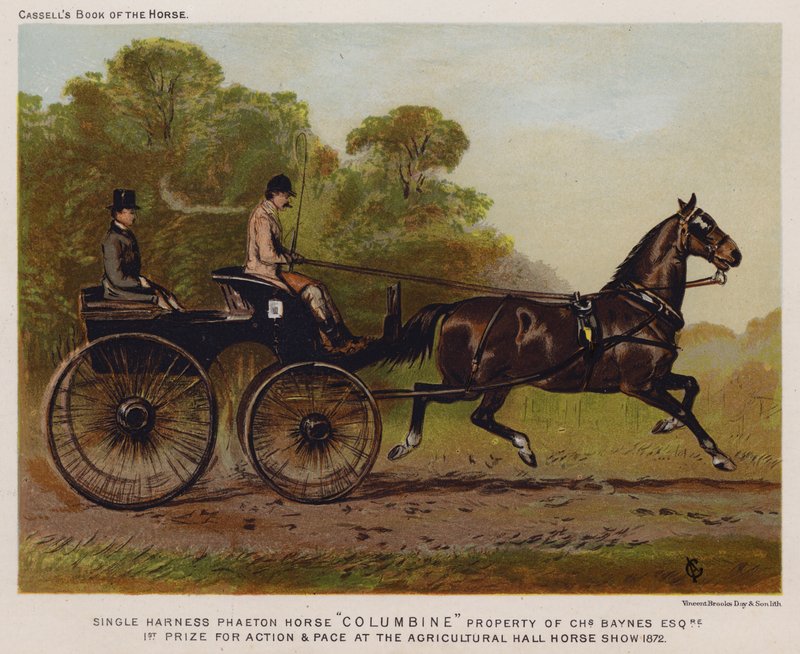 Single Harness Phaeton Horse "Columbine," majetek Charles Baynes Esq od English School