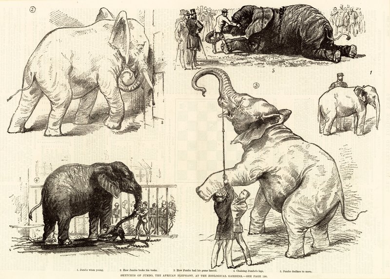 Skicy slona afrického Jumba v zoologické zahradě od English School