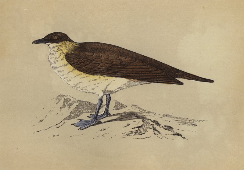 Skua (barevná litografie) od English School