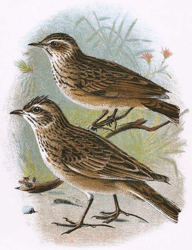 Sky-Lark (dole) a Wood-Lark (nahoře) od English School