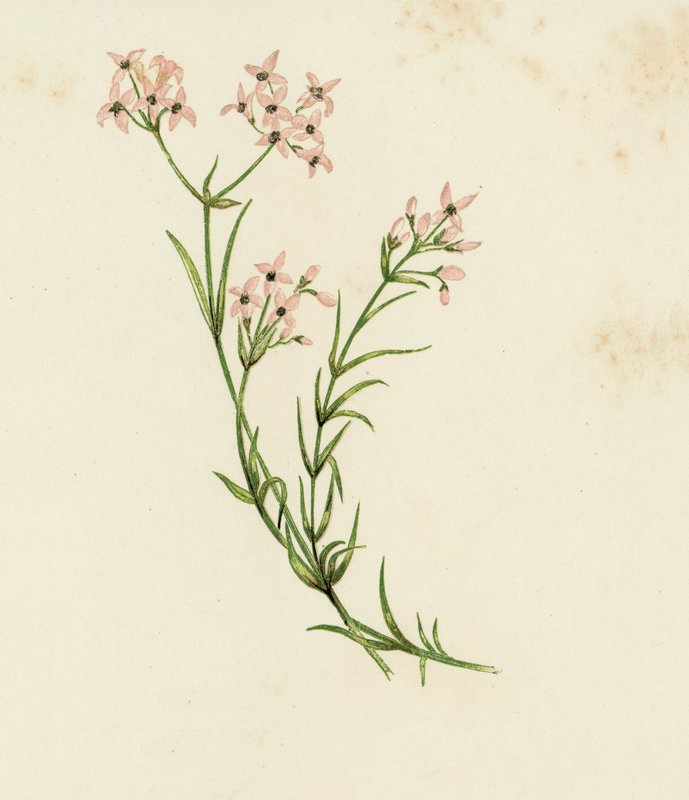 Woodruff malý, Asperula Cynanchica (barva lito) od English School