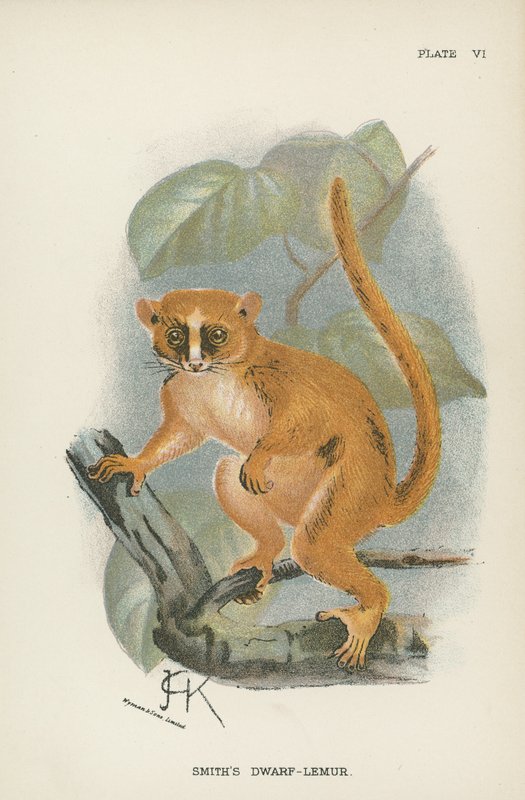Smiths Dwarf-Lemur od English School