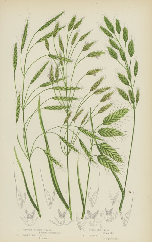 Bromélie hladká, Bromélie kuželovitá, Bromélie rozprostřená, Bromélie kukuřičná (barevná litografie) od English School