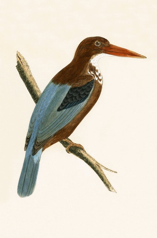 Rybák smyrenský, ilustrace z knihy "A History of the Birds of Europe Not Observed in the British Isles" od Charlese Roberta Bree (1811-86), vydáno 1867. od English School